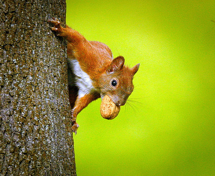 Squirrel with nut on tree, tree  squirrel, Sciurus vulgaris, Wiewiórka, HD wallpaper