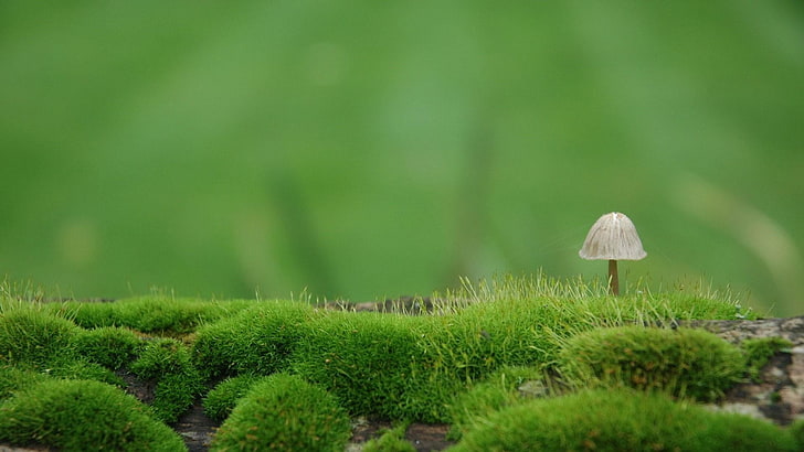 mushroom, moss, mossy, soil, nature, plant, fungus, growth, HD wallpaper
