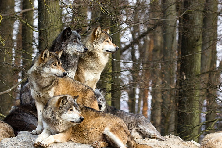 pack of wolves, Animal, Wolf, group of animals, animal themes, HD wallpaper