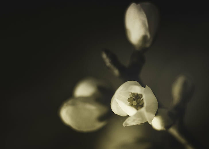 shallow focus photograph of white flower, monochrome, noir et blanc