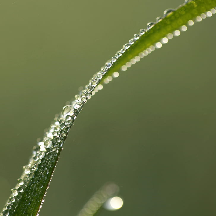 focus photography of water drop on leave, möbius, twist, blade of grass
