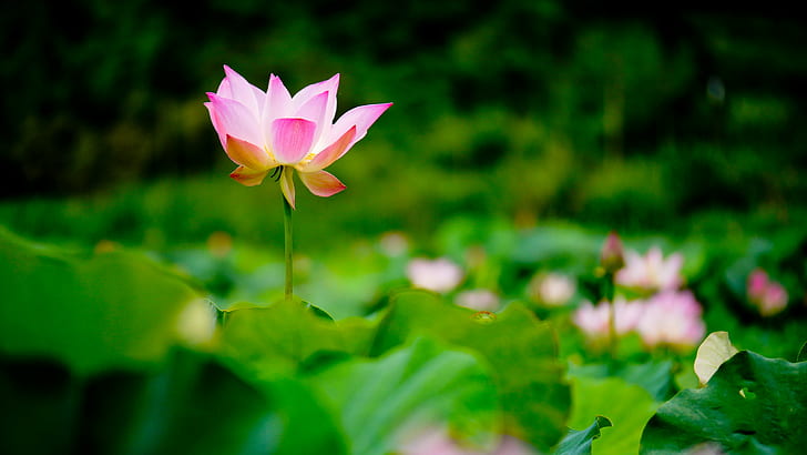 pink and white petaled flower in focus photography, lotus Water Lily, HD wallpaper
