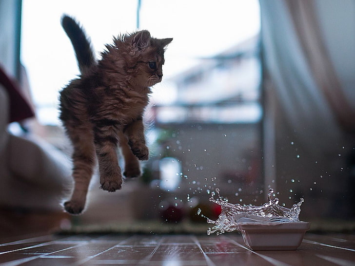 gray tabby kitten, animals, cat, jumping, splashes, water, wooden surface