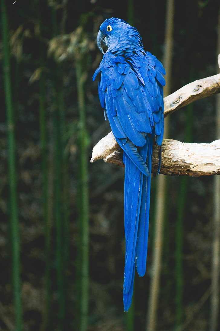 blue parrot, bird, branch, animal wildlife, animal themes, vertebrate, HD wallpaper