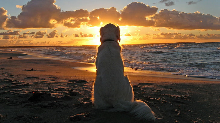 adult yellow Labrador retriever, dog, sunset, beach, waves, clouds