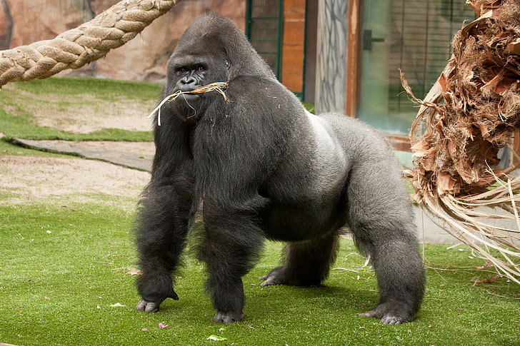 black and gray gorilla, monkey, male, the primacy of, animal