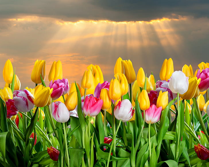 HD wallpaper: Flowers, Tulips, 4k, 8k, HD, yello flower | Wallpaper Flare