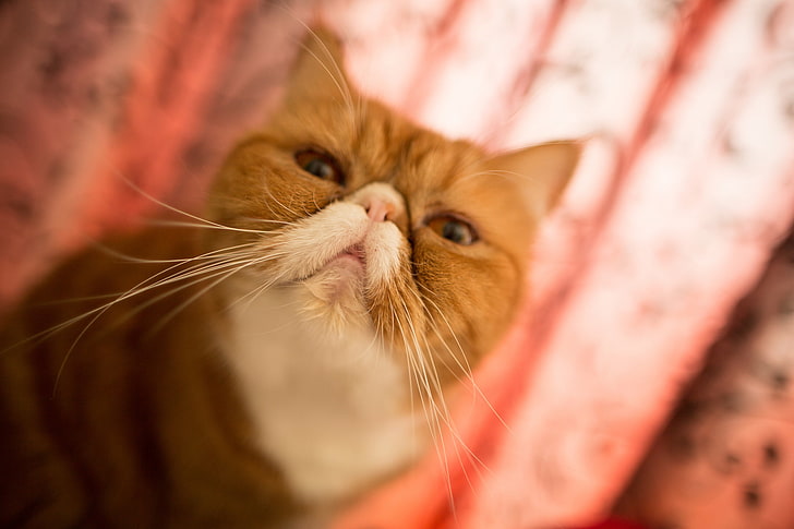 attractive, bokeh, cat, exotic, face