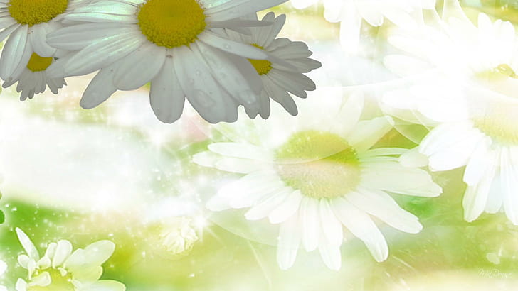 Daisy Mirage, firefox persona, spring, summer, flowers, daisies, HD wallpaper