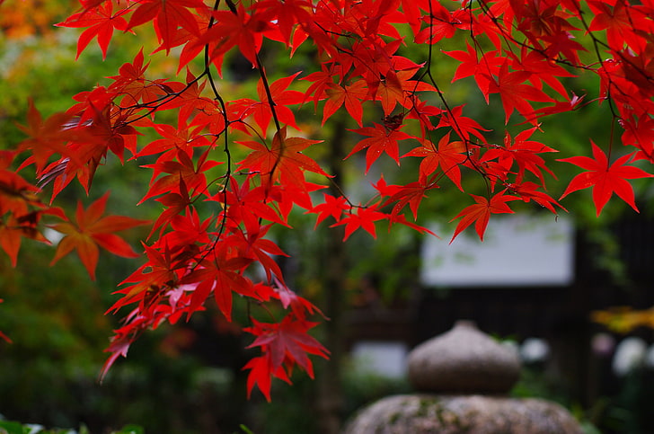 red maple leaf, branches, nature, foliage, Japan, garden, autumn, HD wallpaper