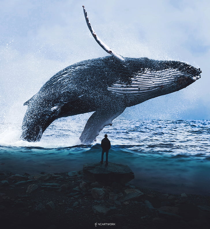 Blue Whale, Man, Dream, Water, 4K, HD wallpaper