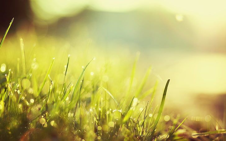 green grass, nature, morning, macro, bokeh, sunlight, plant, field, HD wallpaper