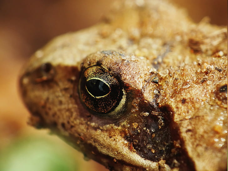 nature animals macro frog amphibian, close-up, eye, animal body part, HD wallpaper