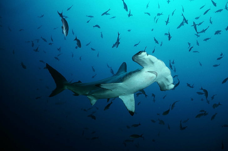 Download A majestic Hammerhead Shark posing in its natural habitat Wallpaper   Wallpaperscom