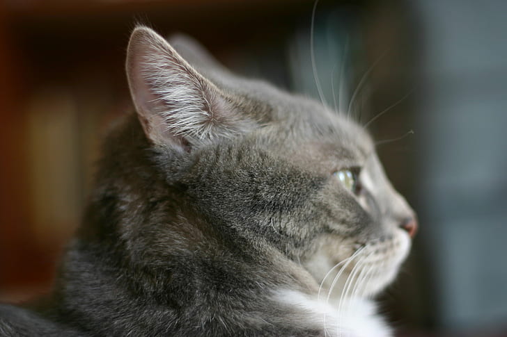 selective focus photography of gray cat, I am, cats, fur, animal, HD wallpaper