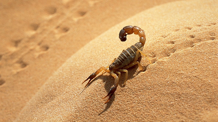 brown desert scorpion, sand, traces, shadow, animal, beach, sea
