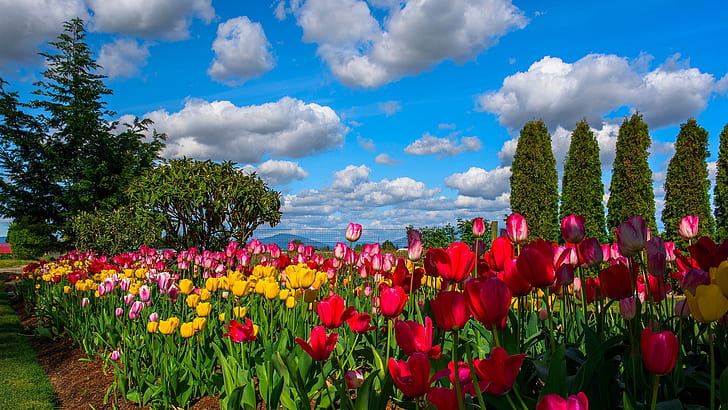 Many flowers, tulips, field, trees, sky, clouds