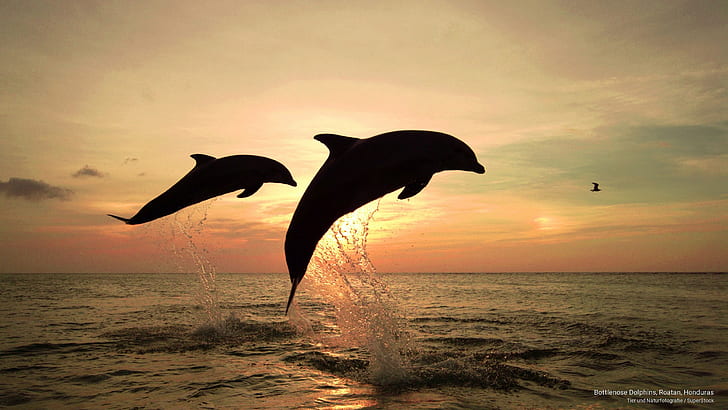 HD wallpaper: Bottlenose Dolphins, Roatan, Honduras, Ocean Life ...