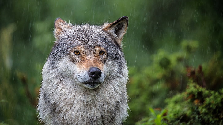 wildlife, wolf, rain, rainy, terrestrial animal, HD wallpaper