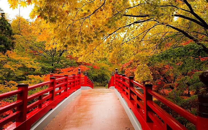 Bridges, Fall, Foliage, Japanese Garden, Tree, HD wallpaper
