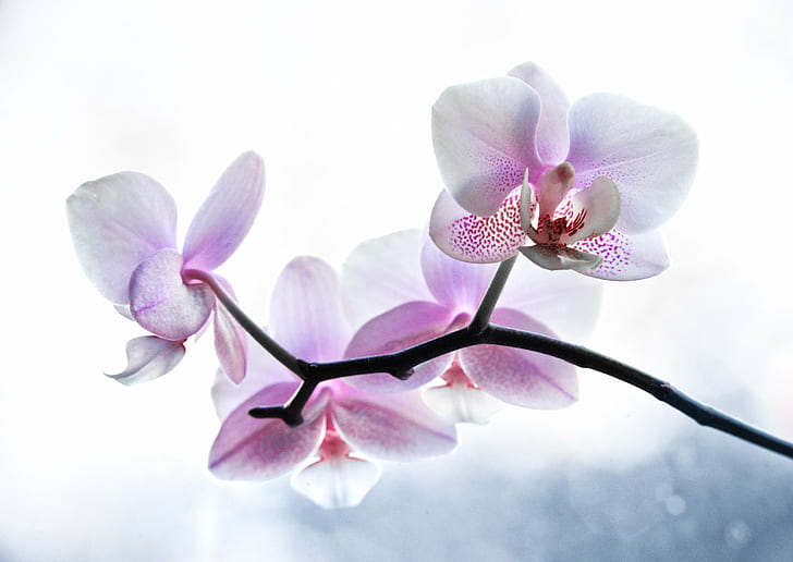 closeup photo of purple moth orchids, plant, orchid, plant, Window HD wallpaper