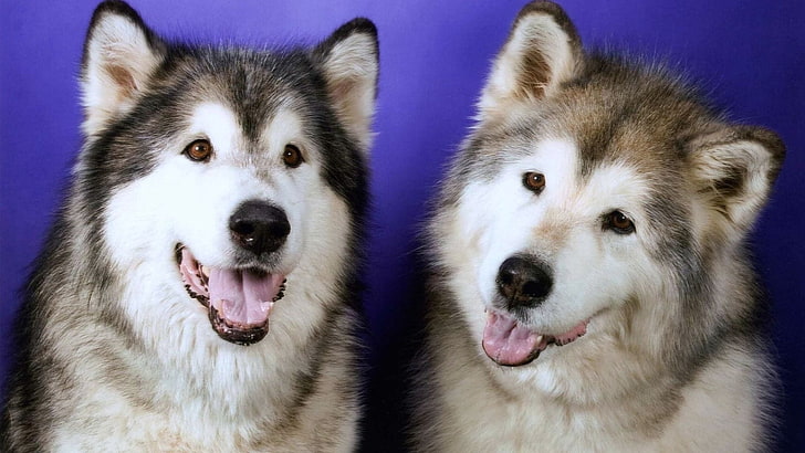 two adult black and brown Alaskan malamutes, dogs, husky, couple, HD wallpaper