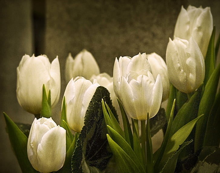 five white Tulips, tulips, flowers, nature, springtime, plant