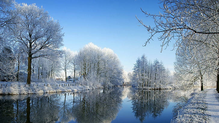 One Day In Winter, leafless tree's covered with snow, lake, nature