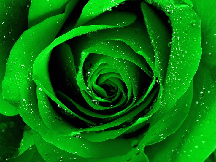 HD wallpaper: Light Green Rose, green rose flower, Nature, Flowers, green  color | Wallpaper Flare