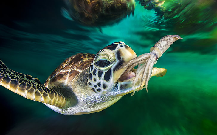 Green Sea Turtle And Squid Ocean Underwater Photo Desktop Hd Wallpaper For Pc Tablet And Mobile 3840×2400, HD wallpaper