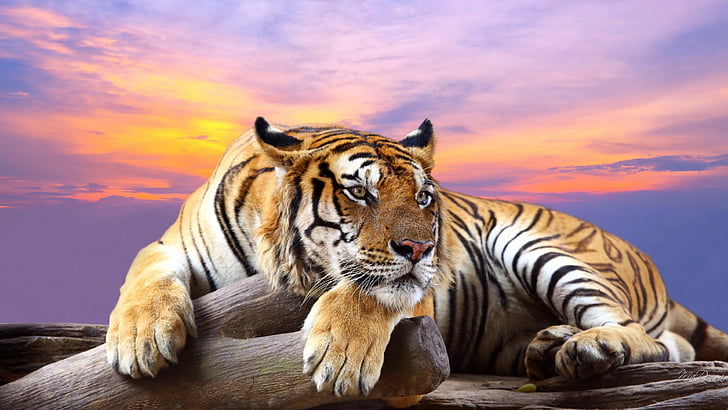 tiger, feline, big cat, animal, predator, mammal, wildlife