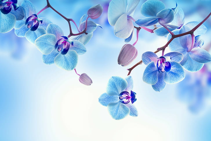 4k, 5k, Orchid, blue, white, flowers