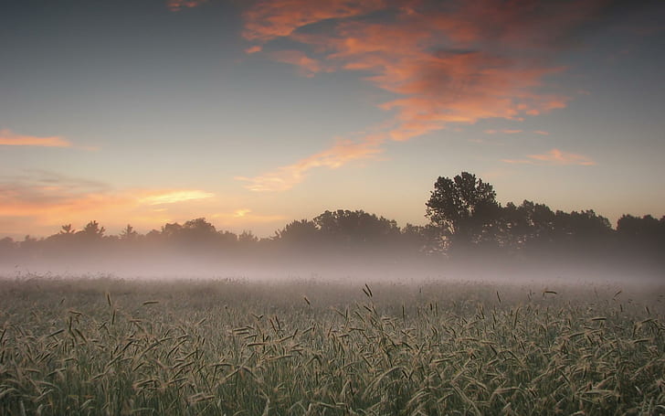 Misty Morning Field, fields, nature, sunrise, nature and landscapes, HD wallpaper