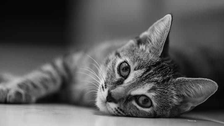 grayscale photo of tabby kitten, Sookie, Black and White, John Chandler, HD wallpaper
