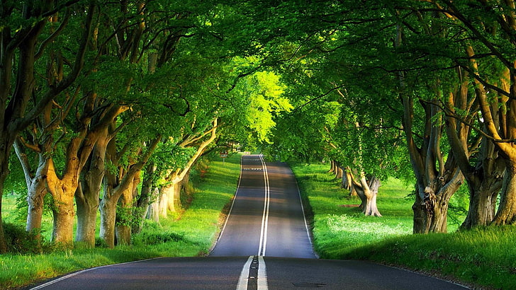tree tunnel, road, trees, green, landscape, plant, direction