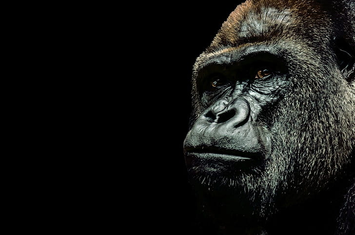 gorilla, HD wallpaper