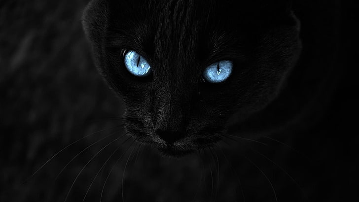 black cat, selective coloring, animals, blue eyes, black cats, HD wallpaper
