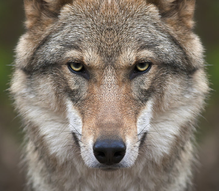 adult Siberian Husky, look, face, wolf, predator, carnivore, wildlife