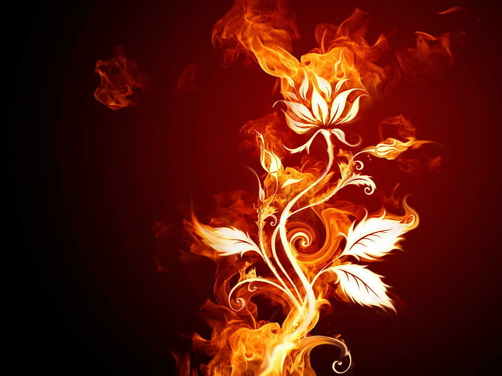 On Fire, plant, rose, 3d and abstract, HD wallpaper