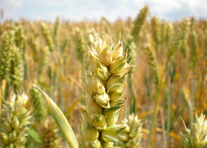 shallow focus photography of wheat grass field, wheat, wheat  field, HD wallpaper