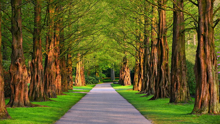tree lane, tree alley, trees, park, path, green nature, avenue, HD wallpaper