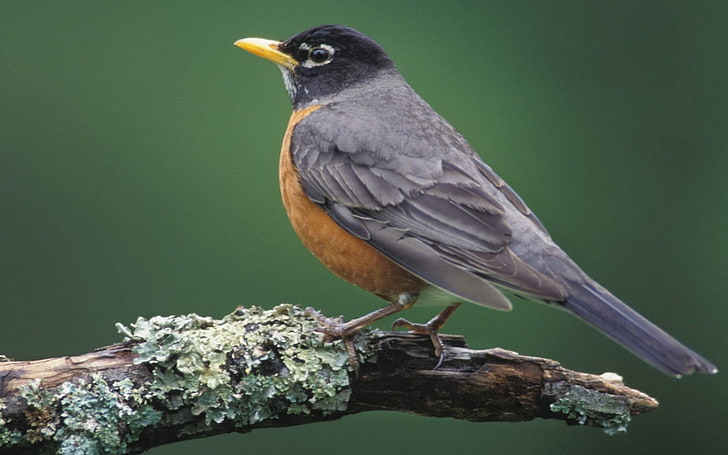 American robin, birds, robins, branch, one animal, animals in the wild