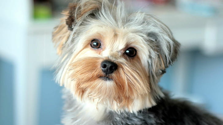Yorkshire Terrier, Dog, Puppy, Cute, Pet, Animals, HD wallpaper