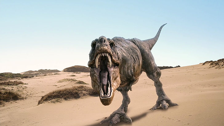 gray T-Rex illustration, Tyrannosaurus rex, dinosaurs, animals