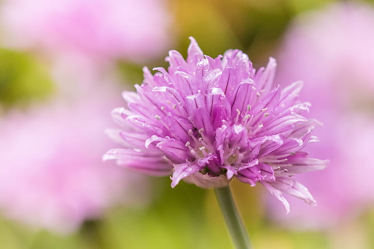 close-up photography of purple petal flower, ciboulette, chive, HD wallpaper