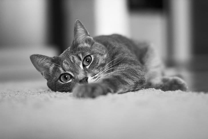 silver tabby cat in white floor rug, cat, sigma, blackandwhite, HD wallpaper