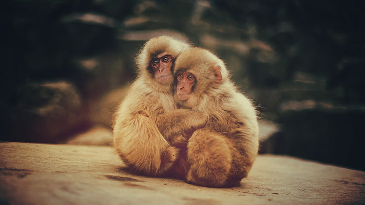 two brown primates, macaques, monkey, animals, baby animals, mammal, HD wallpaper