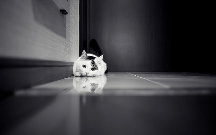 Cute Cat Sprawl On The Floor, black and white, HD wallpaper
