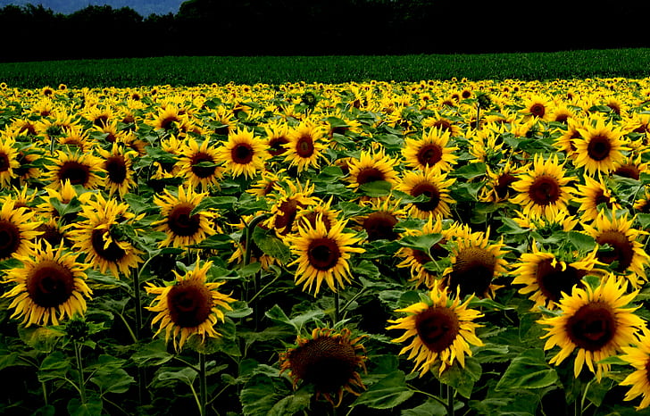 bed of Sunflowers, nature, agriculture, yellow, summer, field, HD wallpaper