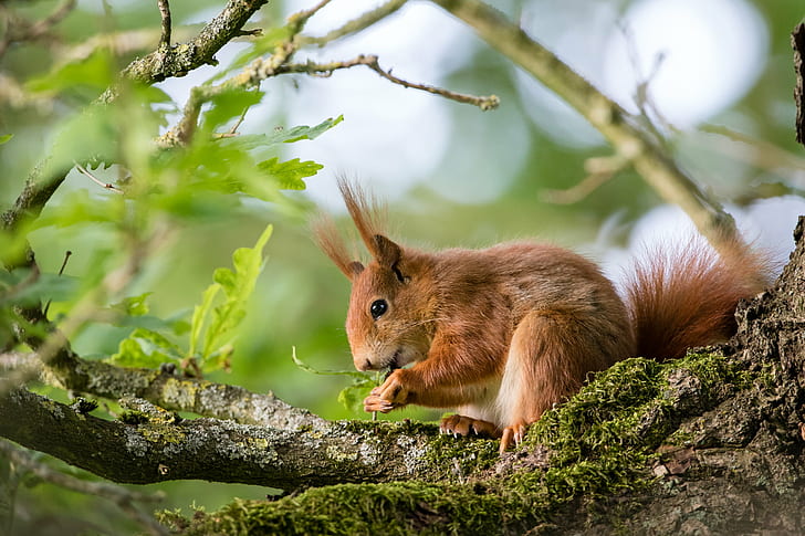 brown squirrel on tree during daytime, High Tea, red squirrel, HD wallpaper